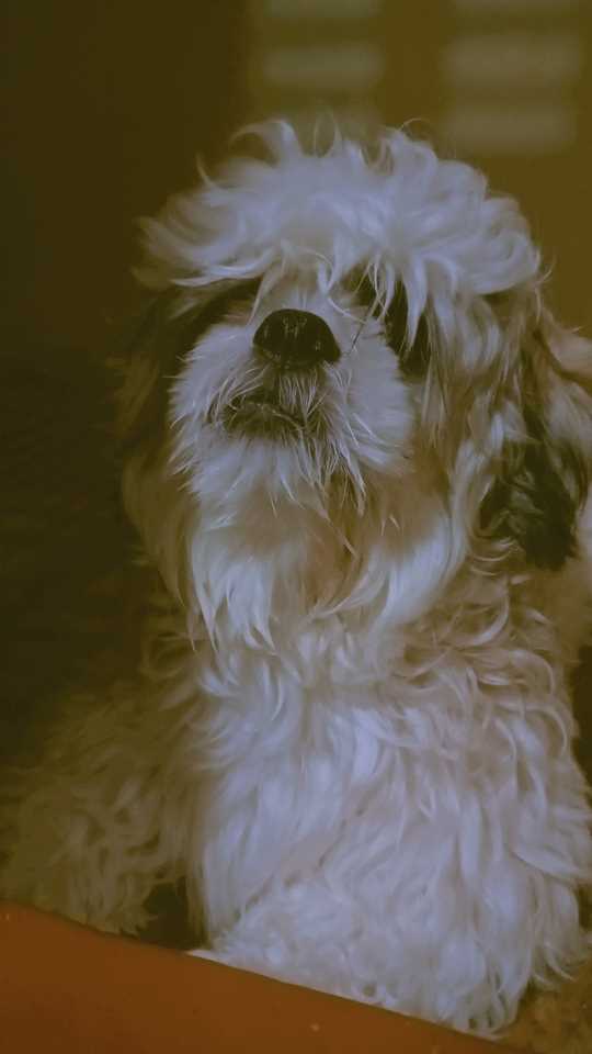 Shih Tzu Dogs For Mating In Bangalore