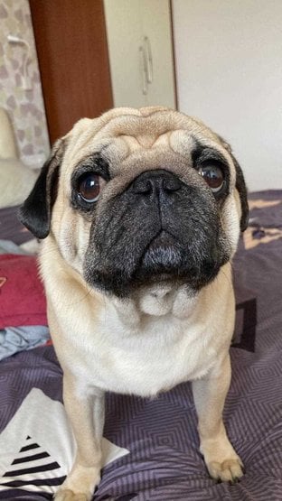 Pug Dogs For Mating In Bangalore
