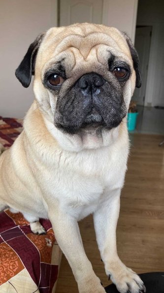 Pug Dogs For Mating In Bangalore
