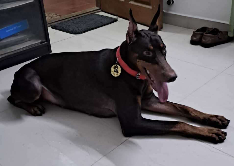 Doberman Pinscher Dogs For Mating In Chennai