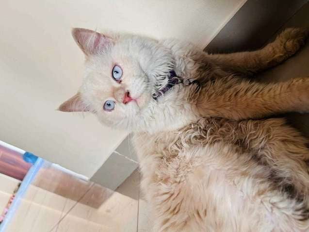 Persian For Adoption In Vadodara