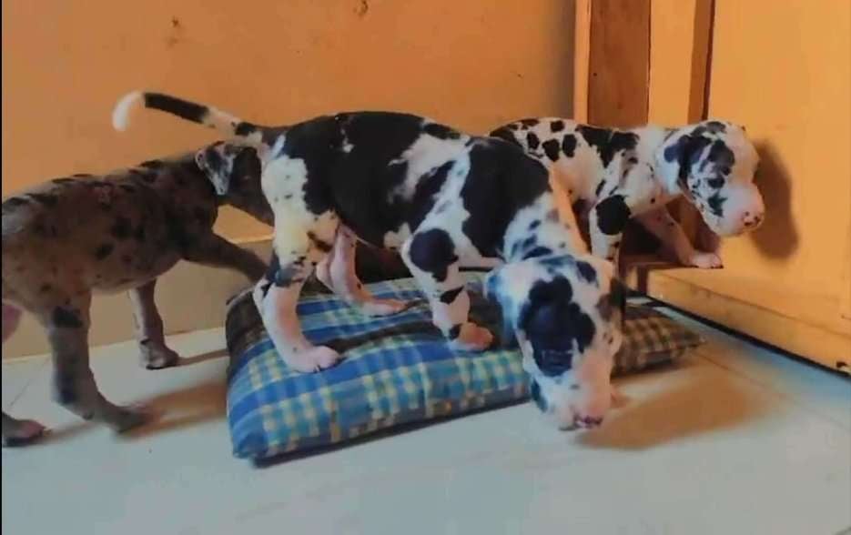 Great Dane For Sale In Bangalore