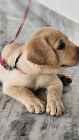 Labrador Retriever For Sale In Alleppey