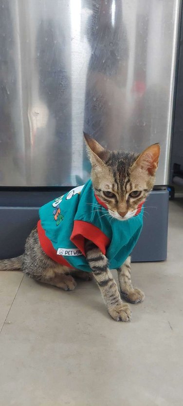 Indian Breed For Adoption In Ahmedabad