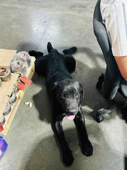 Labrador Retriever Dogs For Mating In Rajkot
