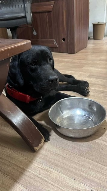 Labrador Retriever Dogs For Mating In Rajkot