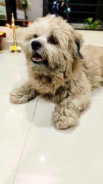 Lhasa Apso Dogs For Mating In Thane