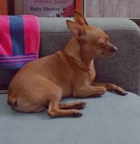 Miniature Pinscher Dogs For Mating In Mumbai
