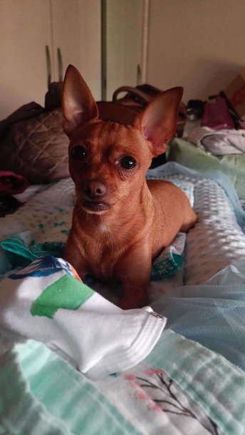 Miniature Pinscher Dogs For Mating In Mumbai