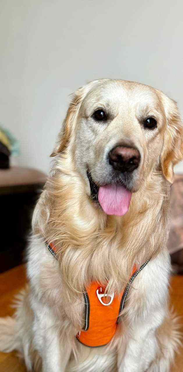Golden Retriever Dogs For Mating In Bangalore