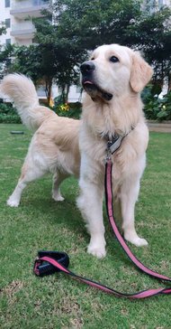 Golden Retriever Dogs For Mating In Bangalore
