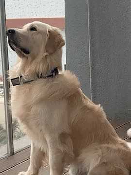 Golden Retriever Dogs For Mating In Bangalore