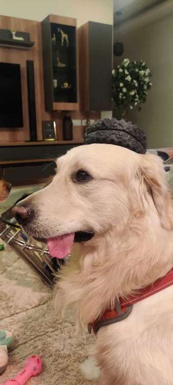 Golden Retriever Dogs For Mating In Bangalore