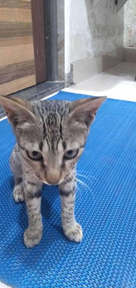 Indian Breed For Adoption In Gwalior