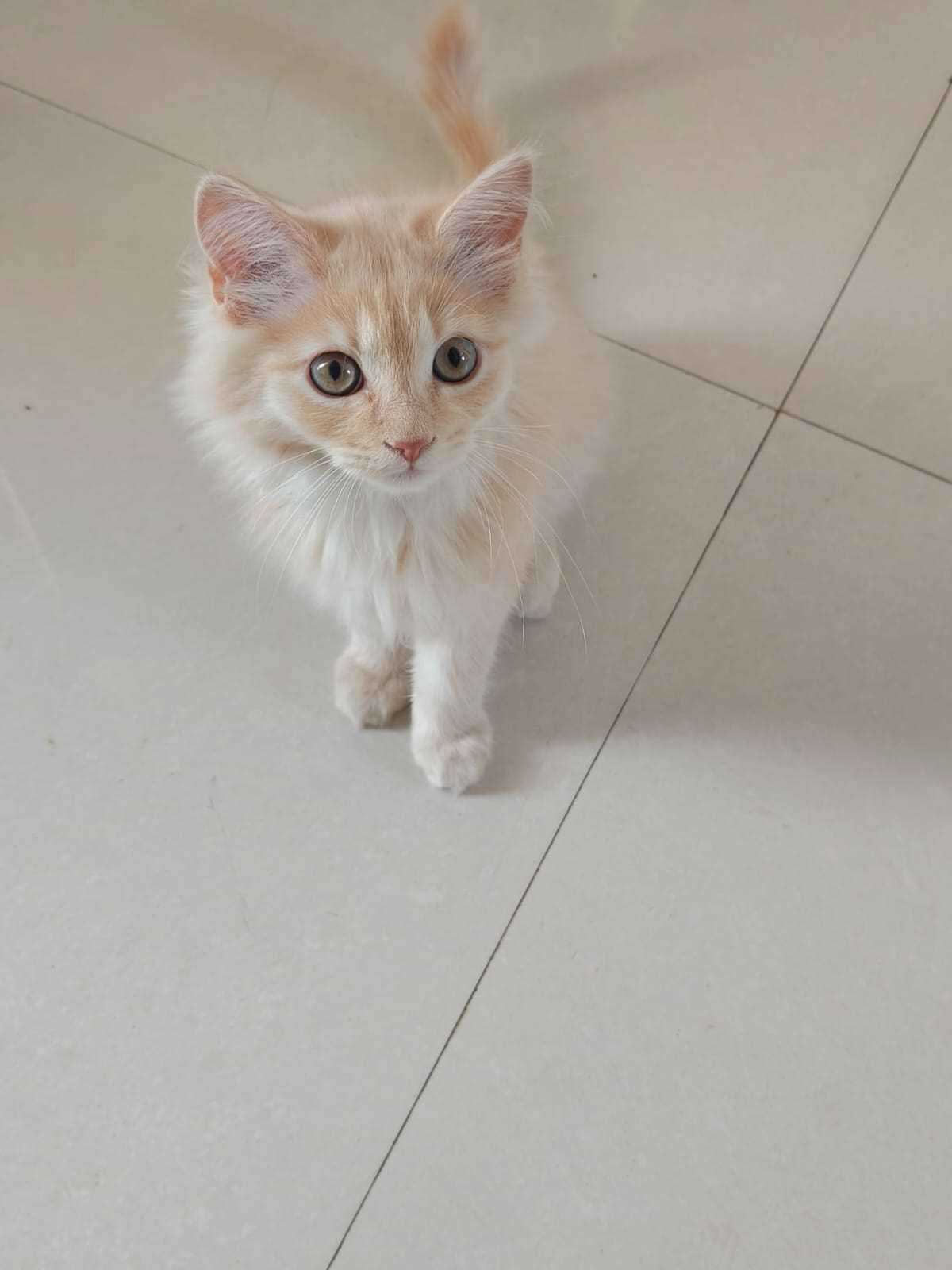Persian For Sale In Mohali
