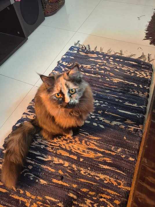 Calico For Adoption In Mohali