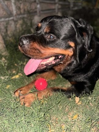 Rottweiler Dogs For Mating In Delhi