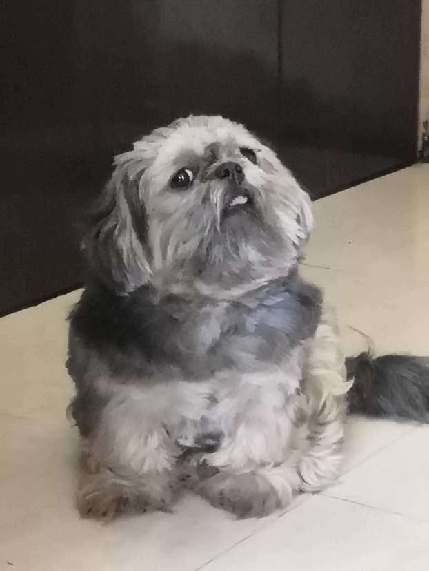 Lhasa Apso Dogs For Mating In Pune