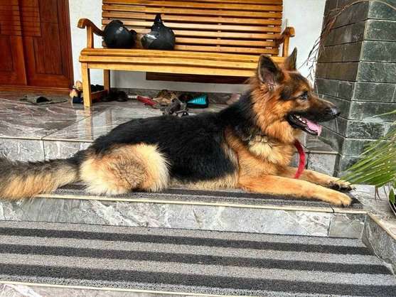 German Shepherd For Adoption In Kannur