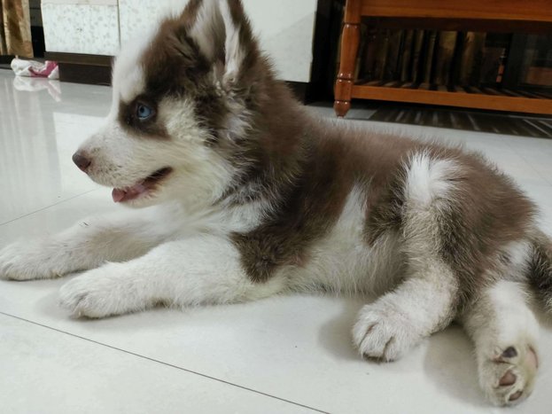 Siberian Husky For Sale In Aurangabad MH