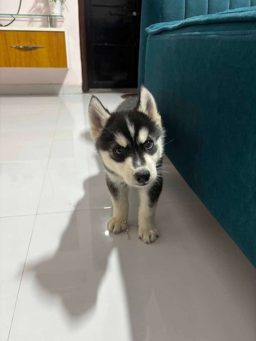 Siberian Husky For Sale In Ahmedabad