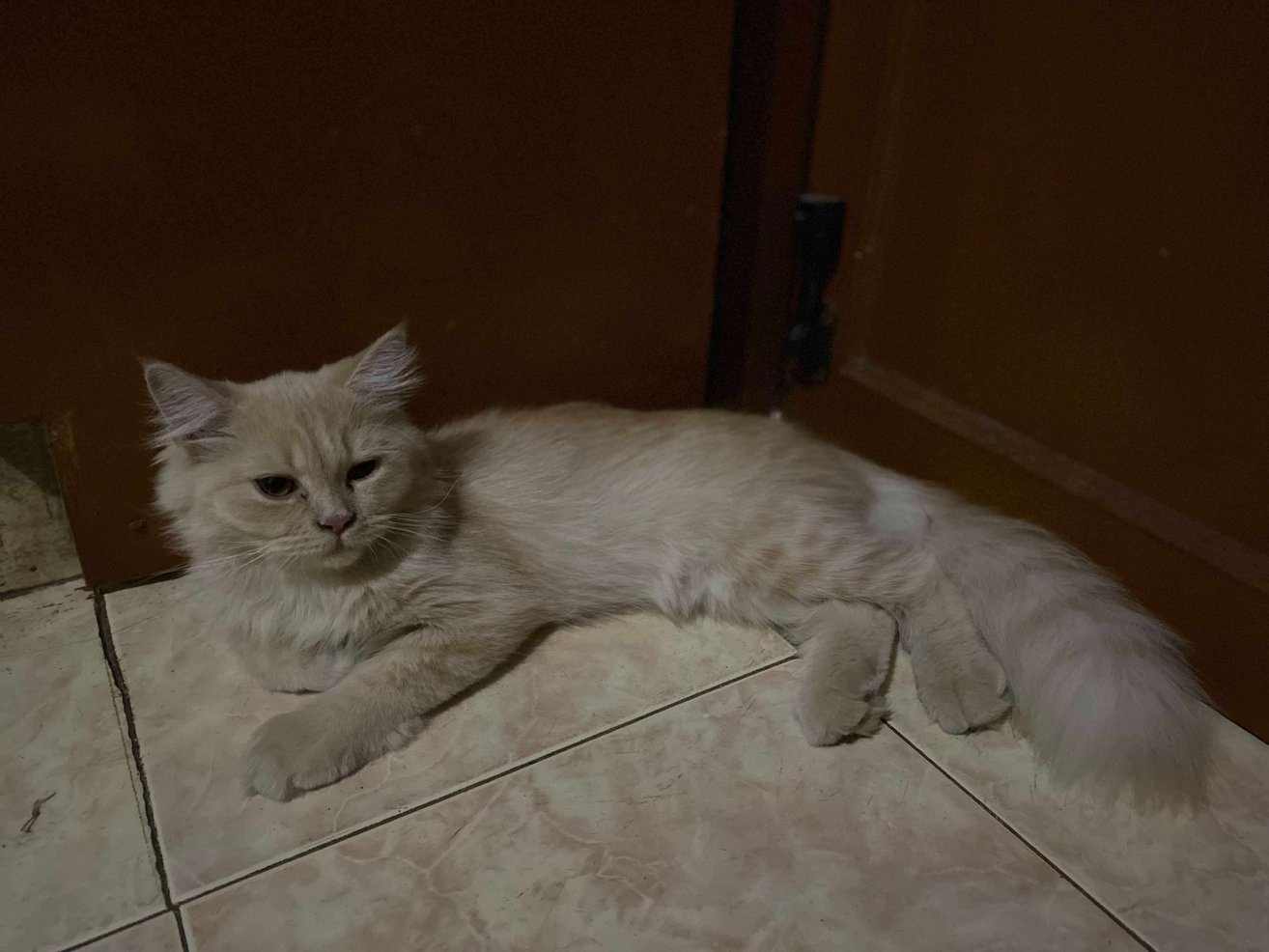 Persian For Sale In Chennai