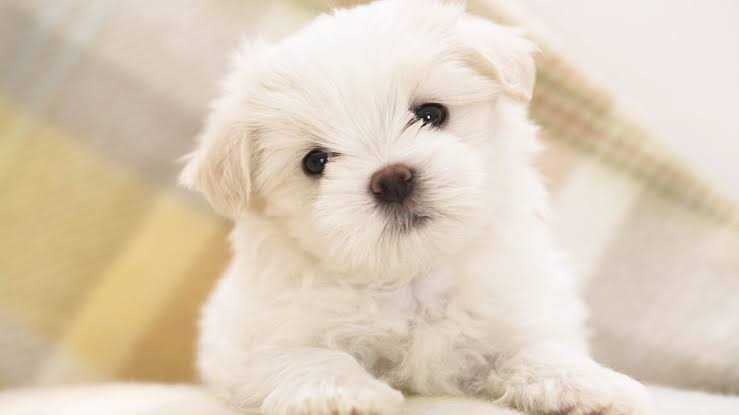 Lhasa Apso For Sale In Kottayam