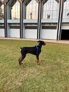 Doberman For Adoption In Jalgaon