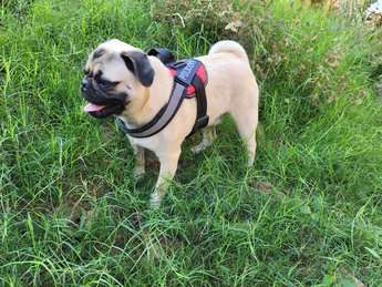 Pug Dogs For Mating In Banda UP