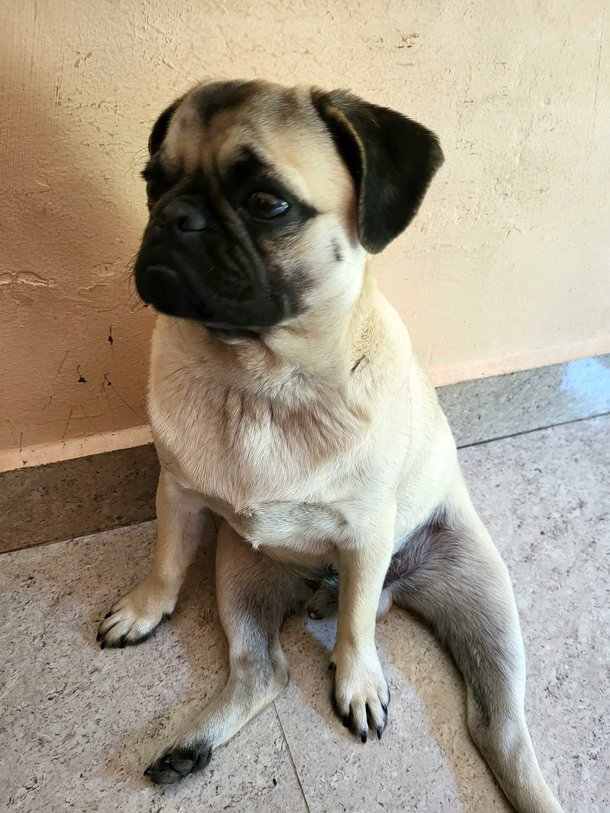Pug Dogs For Mating In Banda UP
