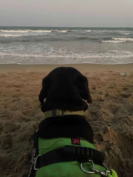 Labrador Retriever Dogs For Mating In Bangalore