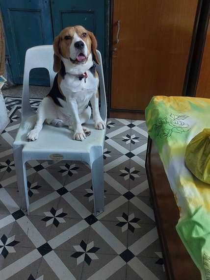Beagle Dogs For Mating In Kolkata