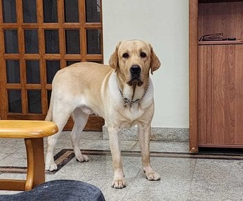 Labrador Retriever Dogs For Mating In Chennai