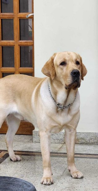 Labrador Retriever Dogs For Mating In Chennai
