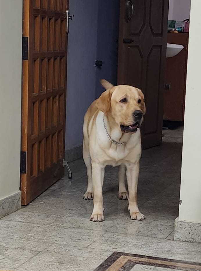 Labrador Retriever Dogs For Mating In Chennai