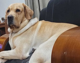 Labrador Retriever Dogs For Mating In Chennai
