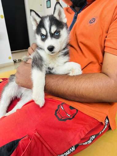 Siberian Husky For Sale In Gurgaon