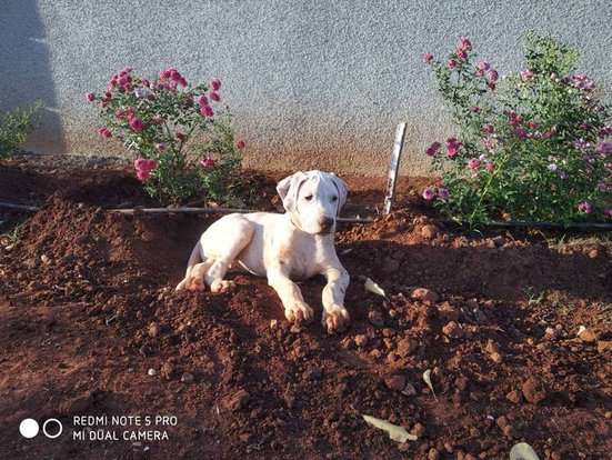 Bully Kutta For Sale In Thane