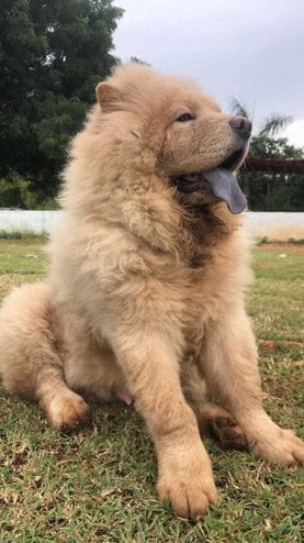 Chow Chow Dogs For Mating In Hyderabad