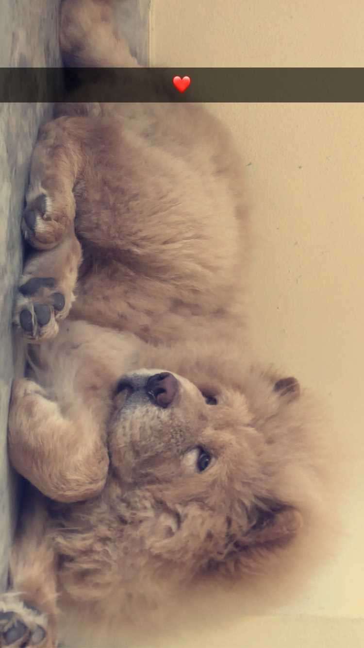 Chow Chow Dogs For Mating In Hyderabad