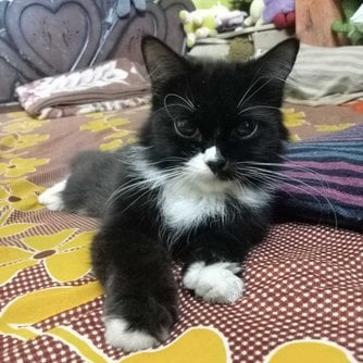 Persian Dogs For Mating In Chennai