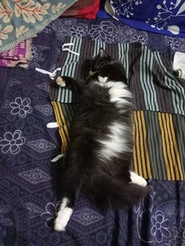 Persian Dogs For Mating In Chennai