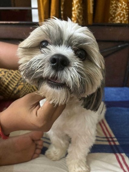 Shih Tzu Dogs For Mating In Bangalore