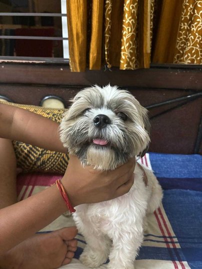 Shih Tzu Dogs For Mating In Bangalore