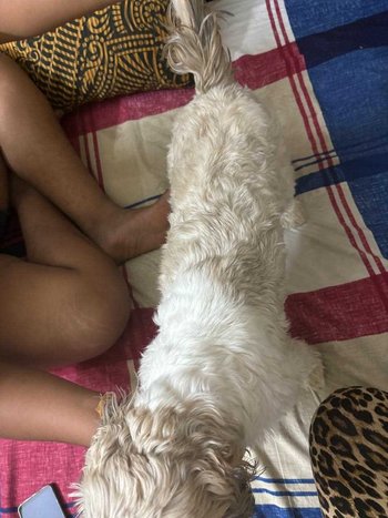 Shih Tzu Dogs For Mating In Bangalore