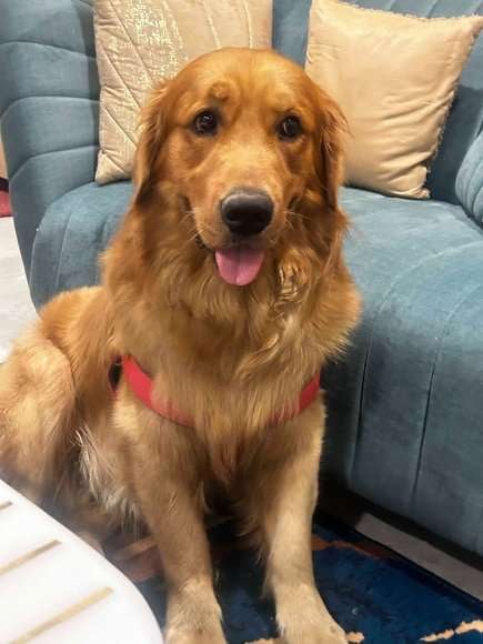 Golden Retriever Dogs For Mating In Mohali