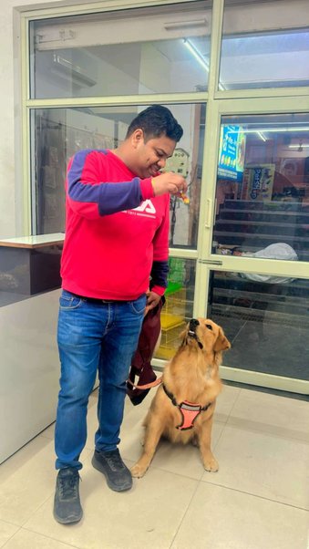 Golden Retriever Dogs For Mating In Mohali
