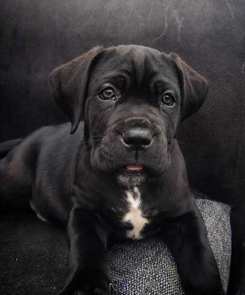 Cane Corso For Sale In Surat