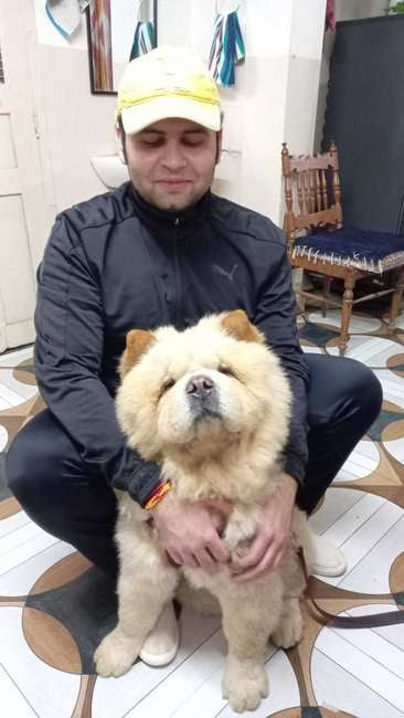 Chow Chow Dogs For Mating In Lucknow