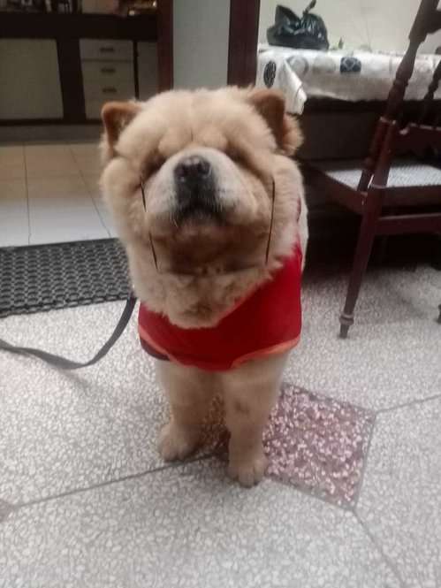 Chow Chow Dogs For Mating In Lucknow